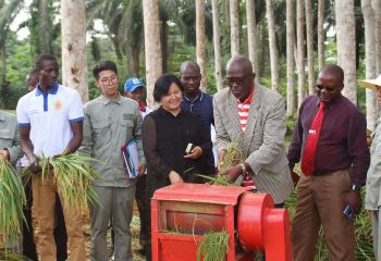 畝產593公斤，創(chuàng)造赤幾人工水稻種植新紀錄