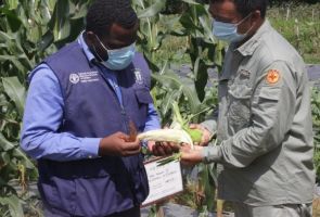 聯(lián)合國糧農(nóng)組織赤幾大陸地區(qū)負責(zé)人到 援赤道幾內(nèi)亞示范農(nóng)場參觀